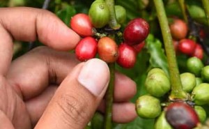 中国海南咖啡豆种植全解析：热带岛屿的咖啡密码