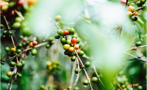 海南咖啡自营条包装：热带风味的标准化突围之路