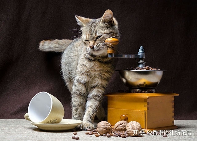 猫屎咖啡怎么冲泡方法