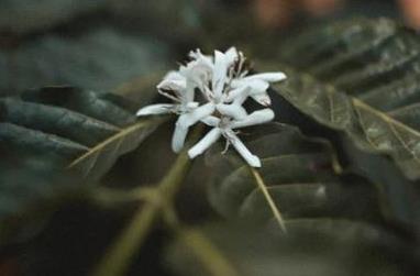 咖啡花要多久才可以结果