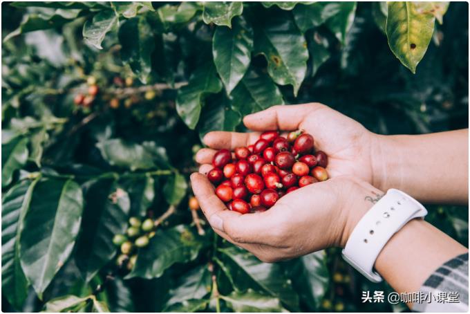 学会选择咖啡品种，即使没有高超的冲煮咖啡技巧，也能做出好咖啡