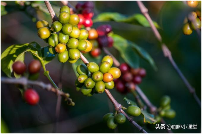 学会选择咖啡品种，即使没有高超的冲煮咖啡技巧，也能做出好咖啡