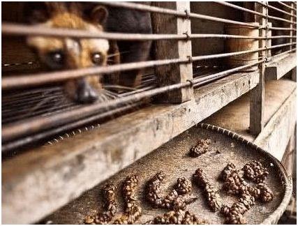 曝光猫屎咖啡制作过程，残忍难以想象！