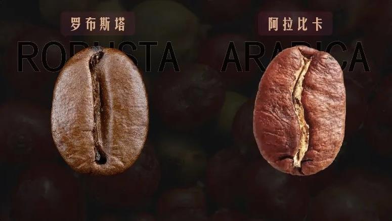 罗布斯塔咖啡豆冲泡指南：如何泡制出美味的罗布斯塔咖啡？
