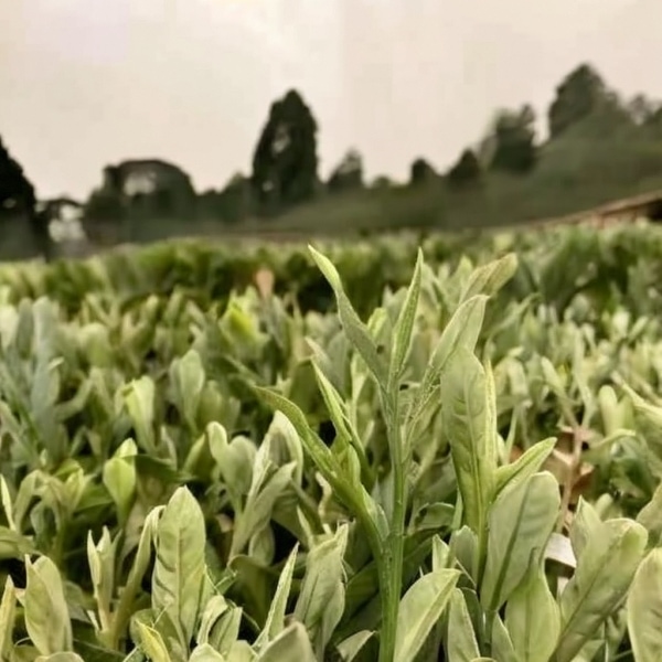 尽情品味:探寻工夫茶叶的香醇之旅 尽情品味:探寻工夫茶叶的香醇之旅