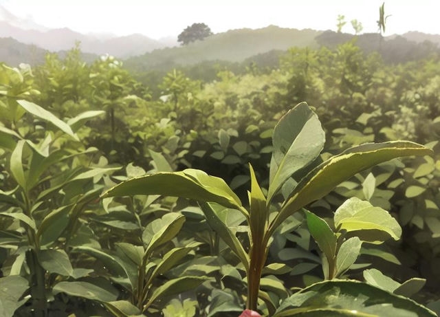 霍山黄芽特级黄茶:独具风味的顶级佳饮 霍山黄芽特级黄茶:独具风味的顶级佳饮