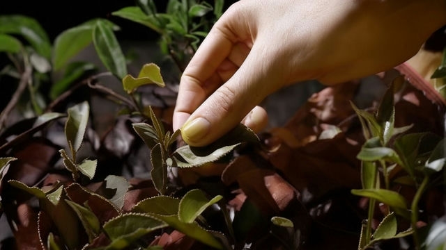 黑乌龙茶是热性还是凉性?探秘黑乌龙茶的属性与饮用效果 黑乌龙茶是热性还是凉性?探秘黑乌龙茶的属性与饮用效果